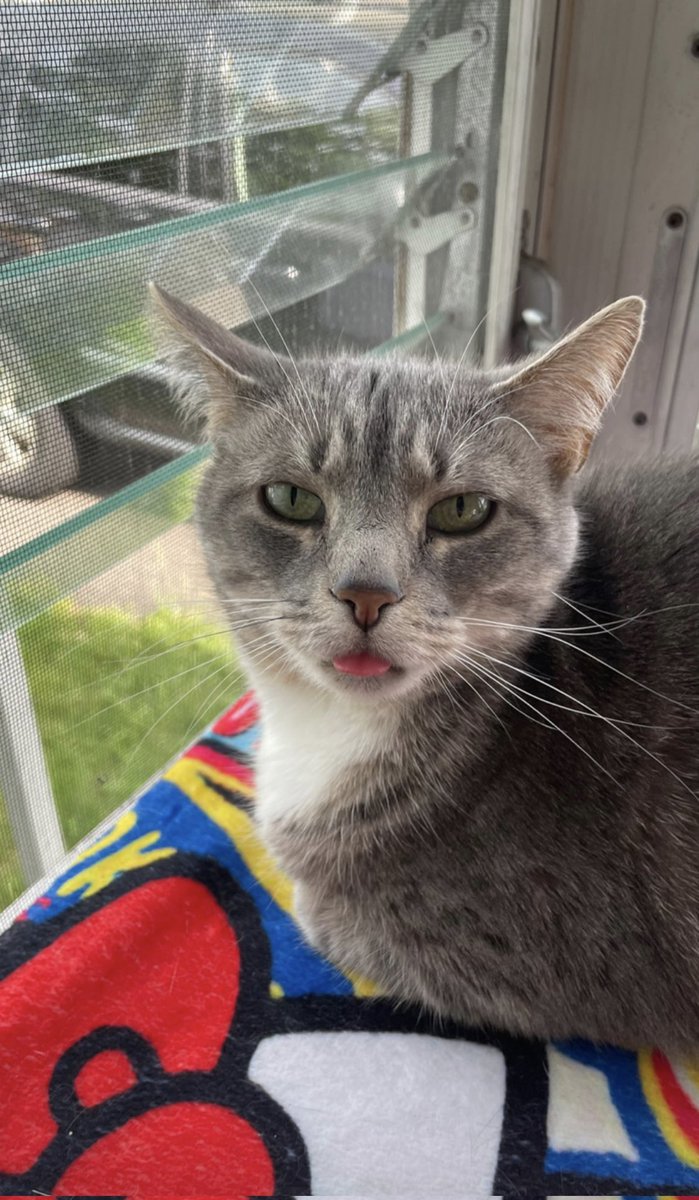 chaboyyyy's tweet photo. stole this pic from my sister, but as far as I'm concerned this is still my cat #schmini #mamas https://t.co/If9r8pP9hl