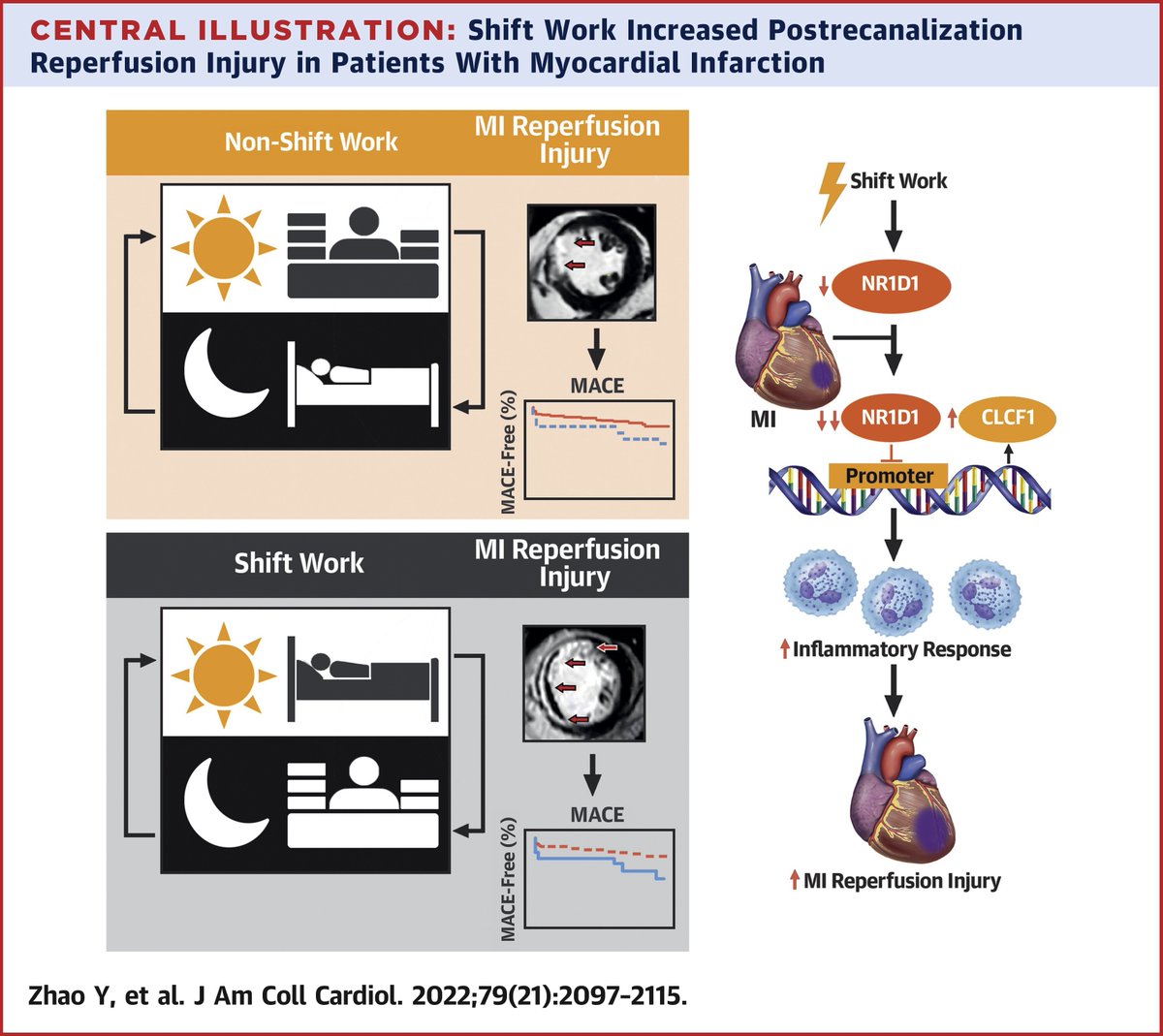Shift work is known to increase #cvAMI risks!

New findings in #JACC reveal that shift work experience may augment post-MI cardiac injury &amp; ⬆️ risks of #MACE, underscoring the importance of maintaining normal circadian rhythm against cardiac disorders. bit.ly/3LLXzvM