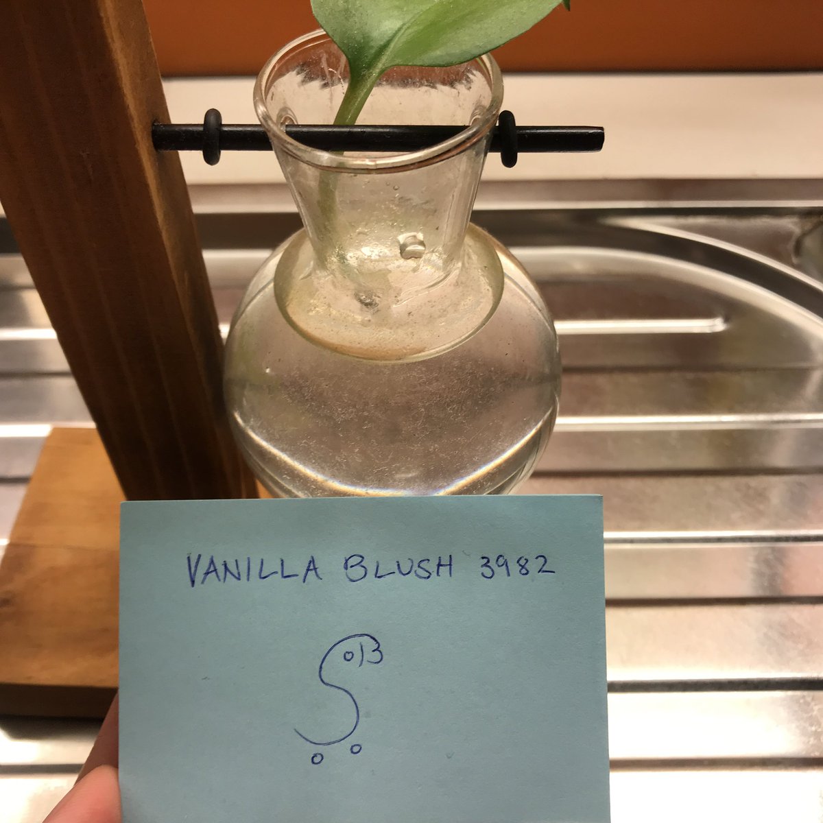 treecibsi's tweet photo. I don't have a big place since I live in a condo, but i decided to propagate this plant in a small glass vase, my mom taught me how to do this, hopefully i did it right 💚 #BirdsToSaveEarth @SkaterBirdsNFT https://t.co/HdnBEdH5UZ