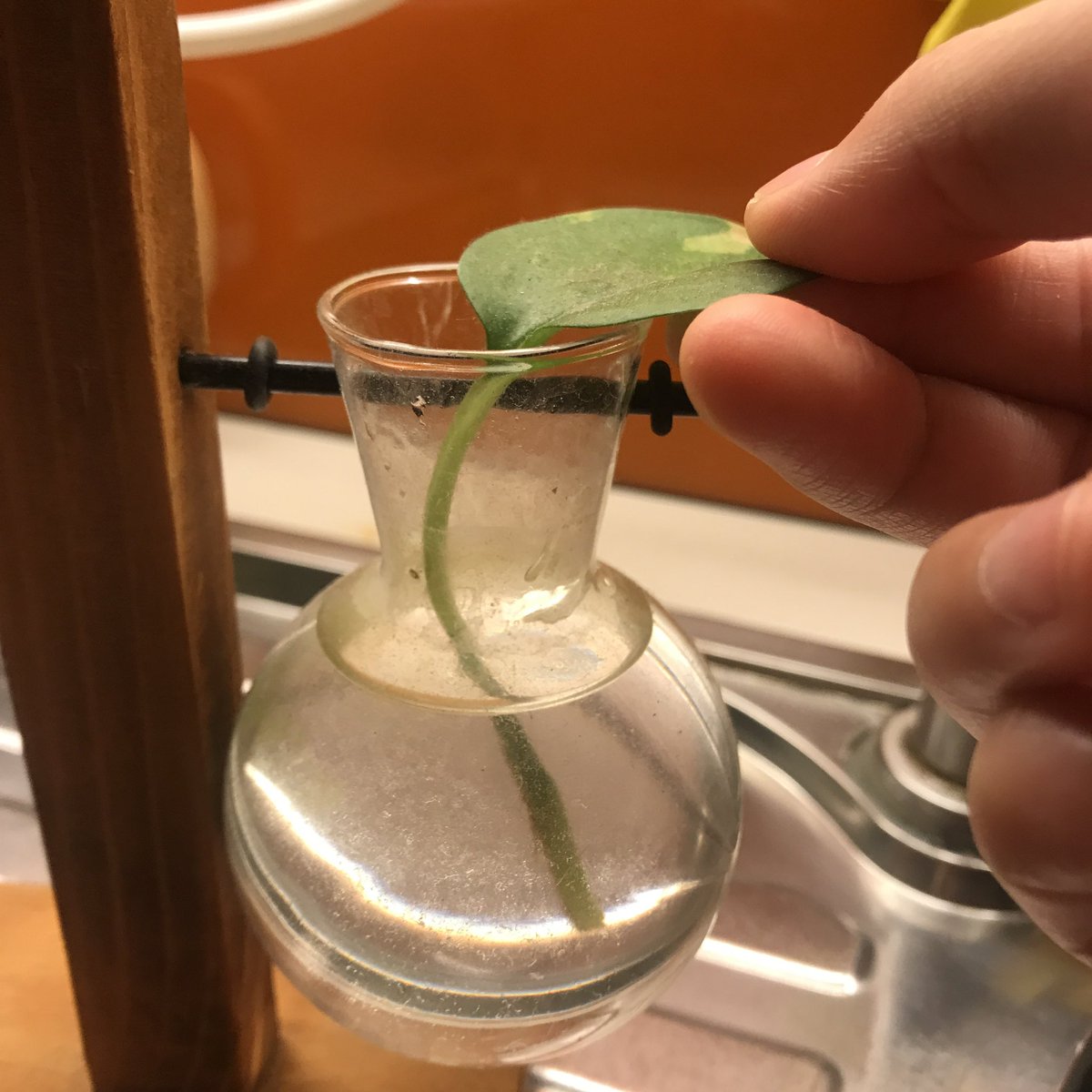 treecibsi's tweet photo. I don't have a big place since I live in a condo, but i decided to propagate this plant in a small glass vase, my mom taught me how to do this, hopefully i did it right 💚 #BirdsToSaveEarth @SkaterBirdsNFT https://t.co/HdnBEdH5UZ