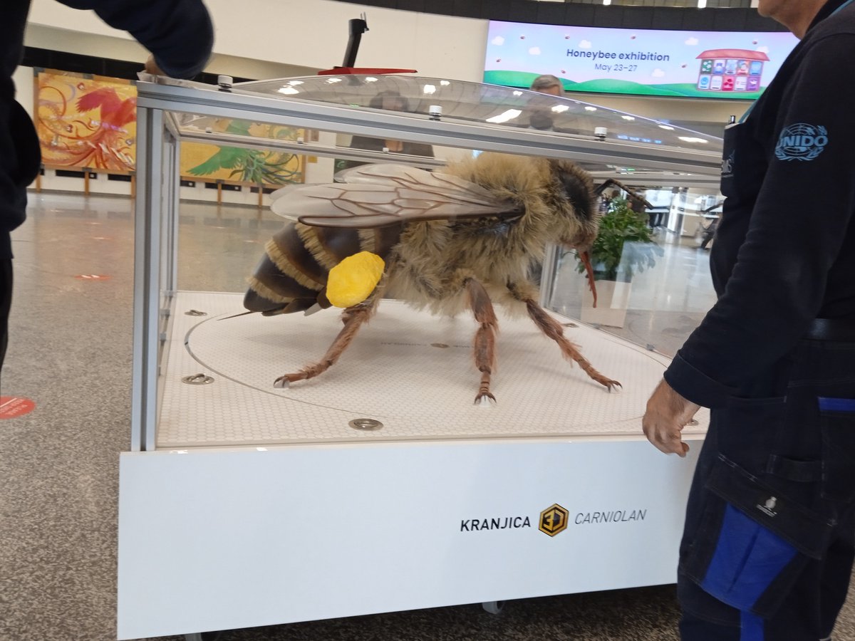 This Carniolan honey bee flew all the way from Slovenia to Vienna, where I am attending the #Accelerators2022 conference <a href="/iaeaorg/">IAEA - International Atomic Energy Agency ⚛️</a>. Great talks and in-person discussions: what else is there to wish for? #bees <a href="/JSI_SLO/">Jožef Stefan Institute</a>