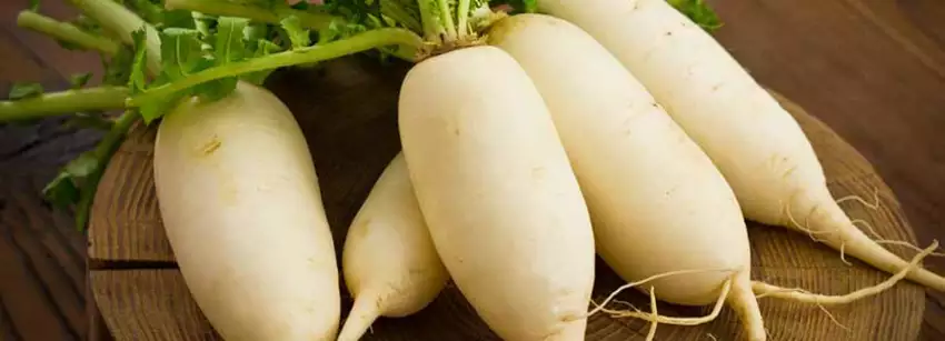 VegansFriendApp's tweet photo. Daikon radish is high in vitamin C, folate, calcium, potassium, magnesium and copper. This non-starchy vegetable is not only high in nutrients, but also high in phytonutrients that help fight disease! 
For tips, see our recipe for Daikon at https://t.co/A6QmhAZtR3 https://t.co/UFbPBlgOIB