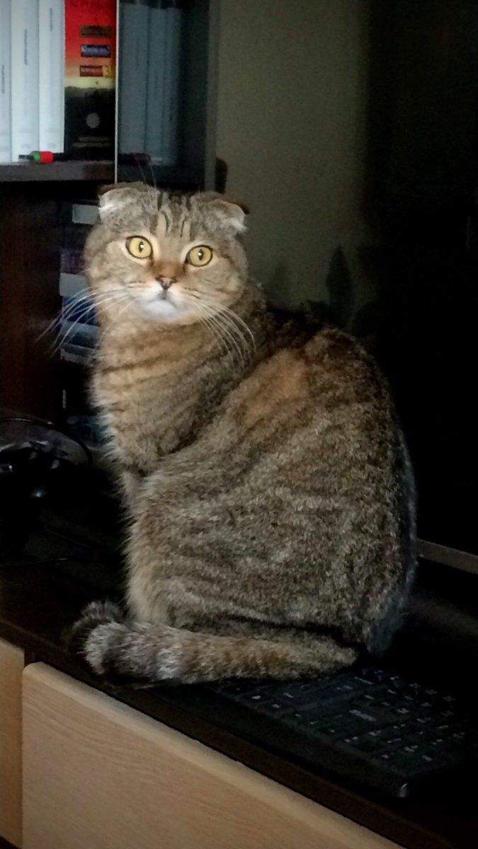 VadimSavin's tweet photo. На хорошей клавиатуре удооообненько сидеть 😻
#Judy https://t.co/NJxn5P9OvI