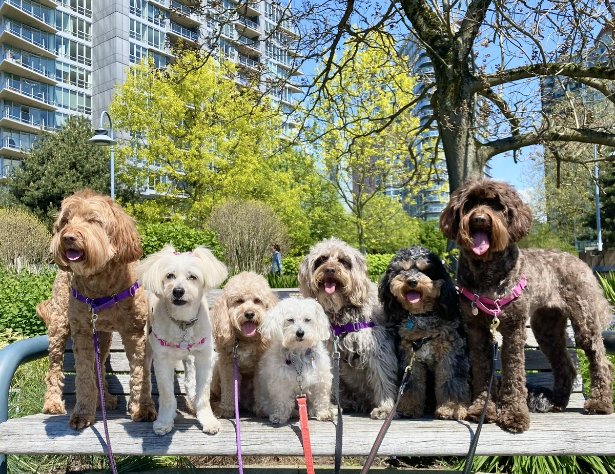 YTPuppyLove's tweet photo. All freshed from a fun-filled long weekend 🌸 ready to rock another walk week! 🐾 What did you get up to?! #Vancouver #dogdays #dogwalking #buddywalk #petcare #yaletownpuppylove 💗 #woof https://t.co/qtrXGJOIEn