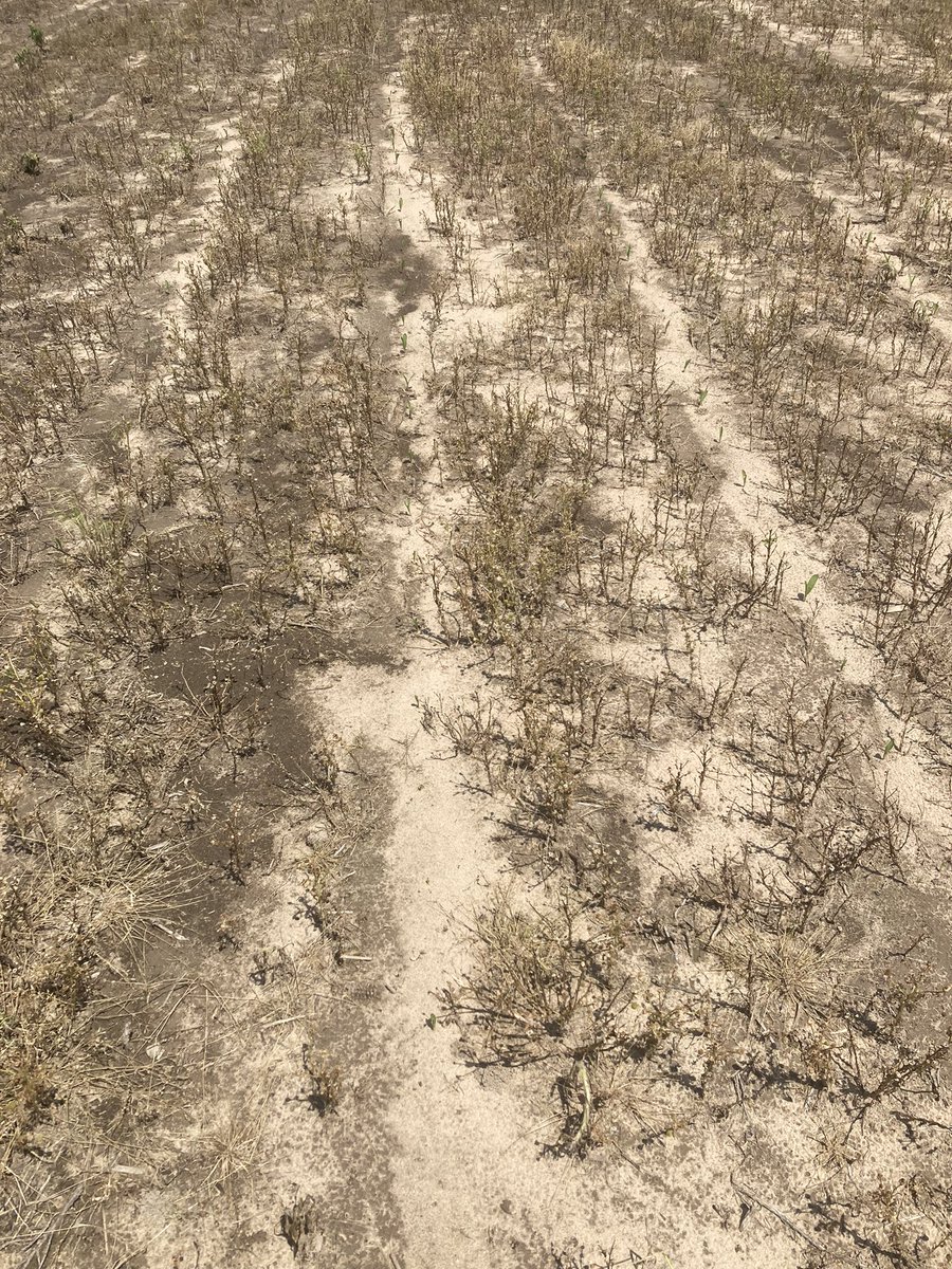 Check those wet natured fields after all the rain. Finding a lot of “squishy” seeds next to rows that have emerged.