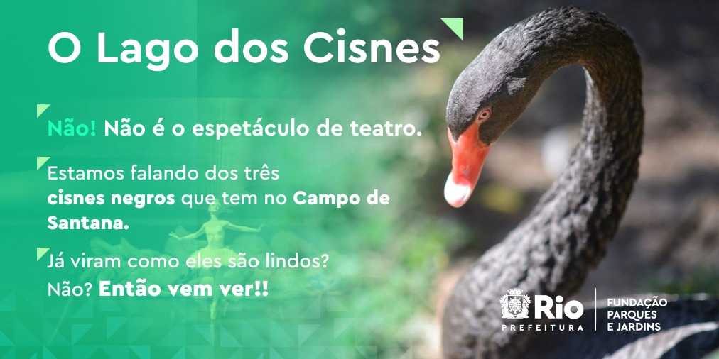 Você sabia que os cisnes são as maiores aves voadoras? Aqui na nossa sede, no Campo de Santana, nós temos três cisnes negros - original da Austrália.

O icônico espetáculo Lago dos Cisnes está em cartaz no Theatro Municipal. 

#PrefeituraRIO22 
<a href="/Prefeitura_Rio/">Prefeitura do Rio</a> @Cultura_Rio