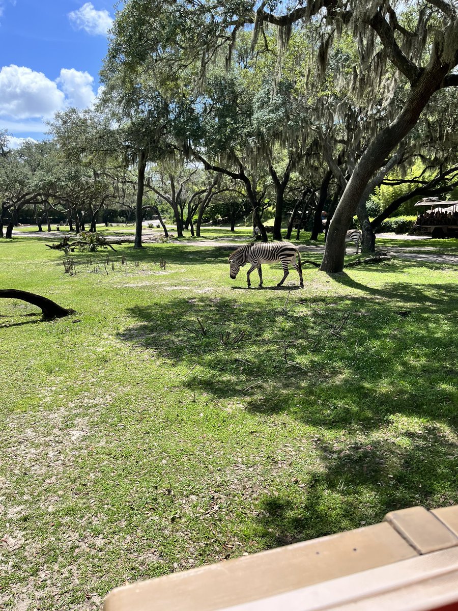 STEPrincipalJJ's tweet photo. Lines, food &amp; rides! Our 5th gr Saftey Patrols take on Disney’s Animal Kingdom!! @Disney @SeminoleTrails https://t.co/kSLk2g1kH1