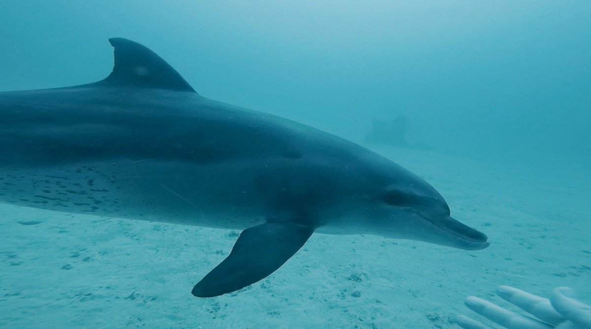 Dearne Valley Divers tweet media
