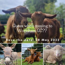 Don’t miss meeting all the lovely Mill Farm animals on Saturday … book your crazy golf time online & enjoy golf, table tennis, pétanque for only £7 each worldhamgolfclub.co.uk/crazy_golf #familyfun #familyfunday #golf #crazygolf #crazygolfing #crazygolfcourse #crazygolf⛳️ #hampshire