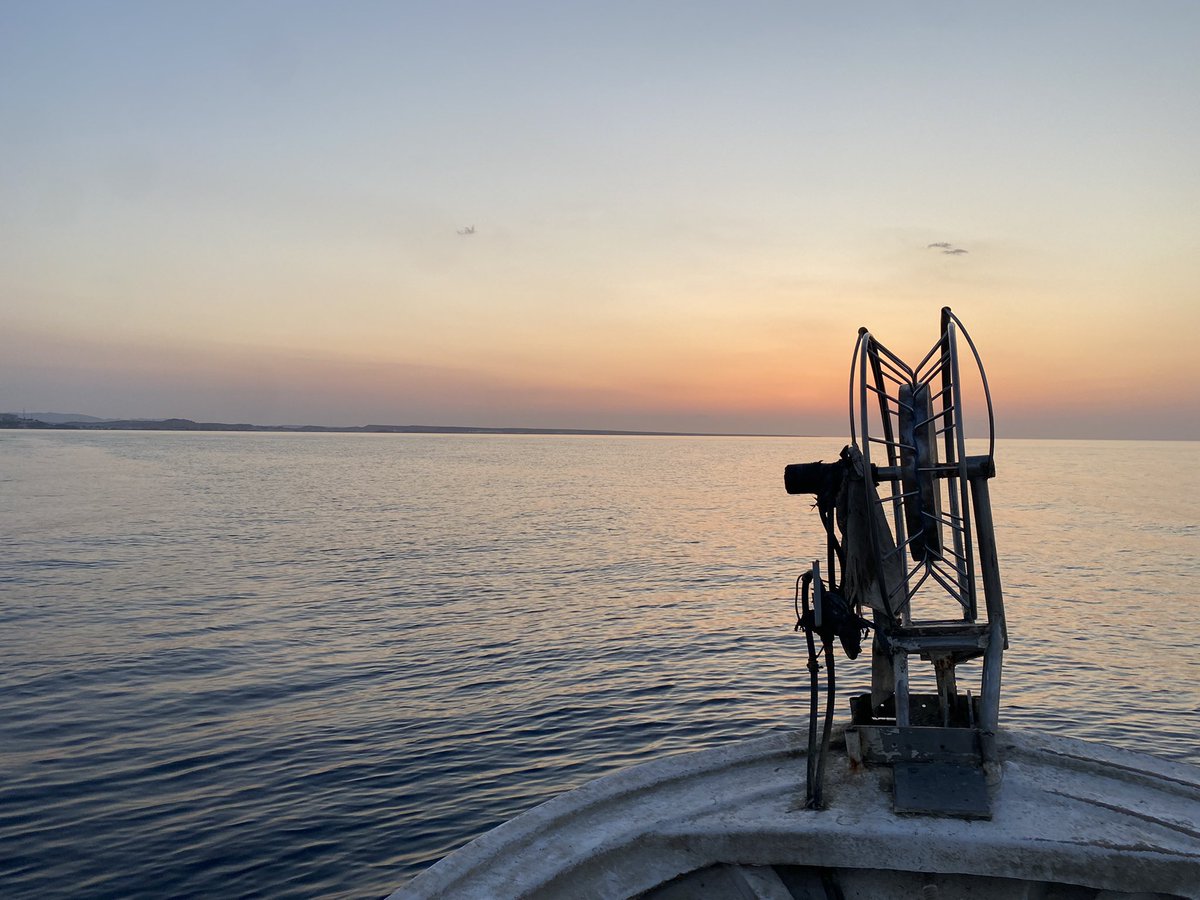 I’m currently working in Northern Cyprus as an onboard observer. The Cyprus bycatch project and @spot_turtles have been collecting data since 2018 on fisheries and bycatch, I will be using this data to explore diversity and distribution of elasmobranchs in the area- @okeefemarth