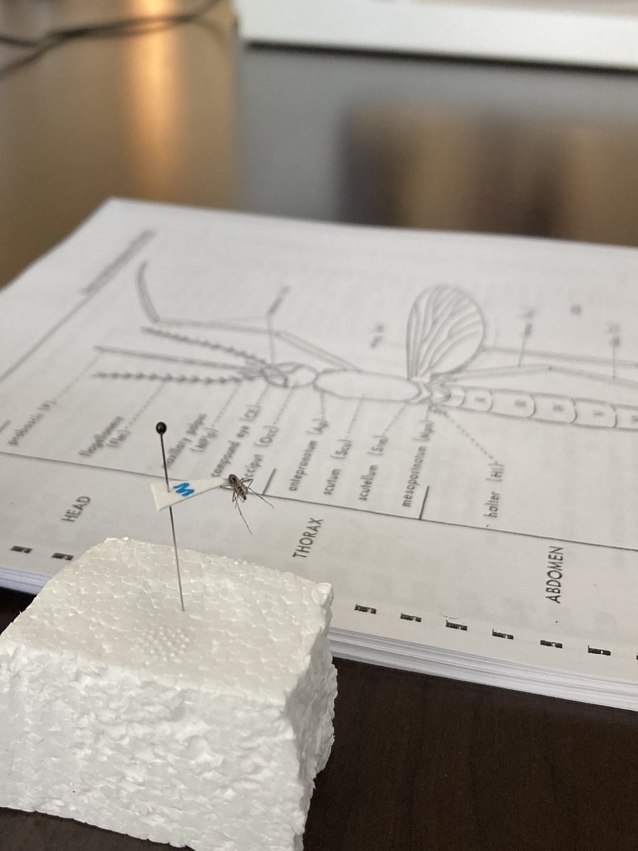 meganrae141's tweet photo. @nnazarionicole, a graduate student of the @DinglasanRhoel lab, led a mosquito ID workshop this morning! Great class! #WomenInScience #WomenSupportingWomen #mosquito @FL_VBDCoE https://t.co/vA5wk9cGgj