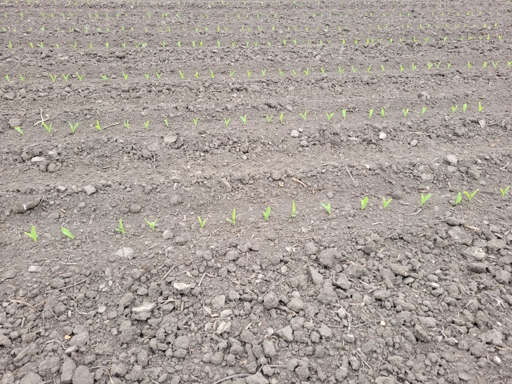 AgFocusLLC's tweet photo. Corn in Central Iowa planter 10mph with #FastTrac Closing System #builtforSpeed https://t.co/qkOEFmIff6