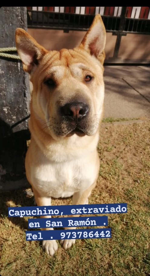 Urgente !! Capuchino , extraviado en San Ramón , ayuda a difundir !!
<a href="/SOS_Animales/">SOS Animales</a> <a href="/MascotaGob/">Tenencia Responsable</a> <a href="/infoanimalchile/">Info Animal Chile 🇨🇱</a> <a href="/caroescobartv/">Carolina Escobar</a> @digjazz <a href="/BuscoAmiPerroCL/">BuscoAmiPerro</a> <a href="/kattykowaleczko/">Katty Kowaleczko</a> <a href="/Pabla_Almarza/">No Me Quites Lo Unico Que Tengo oficial Pabla</a> <a href="/fdo_godoy/">Fernando Godoy B.</a> <a href="/botaspuesta/">Paula BotasPuestas</a>
