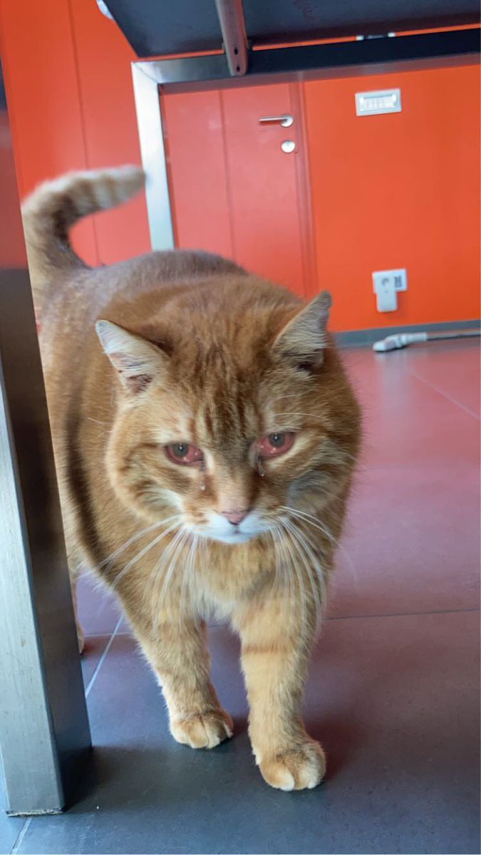 ChonklordF's tweet photo. Best caption wins https://t.co/apV4QDe5Kj