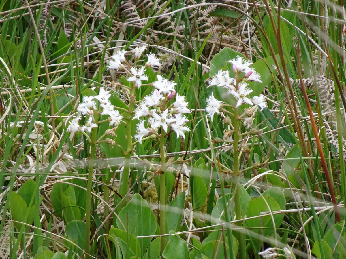 Tufters1's tweet photo. New find for me today on #Exmoor (a boggy bit that is) #Bogbean #wildflowers https://t.co/5FV2Sk8pHr