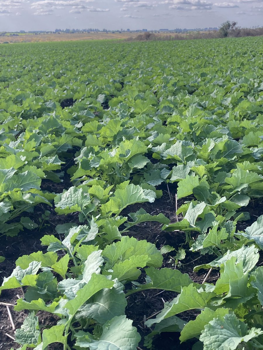 FBY_uy's tweet photo. Se vienen armando las colzas invernales #uruguaydeamarillo https://t.co/oc80ftjsRl