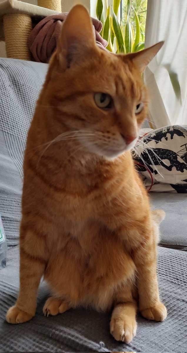 GeologistsCat's tweet photo. Oh look the #CurryAdventure continuous...
It seems like they prepare right now the #BaseCurrySauce. For this you need lot's of #onion and maaany #spices!
Simba is really excited ๐พ
#cooking #Curry #CatsOfTwitter https://t.co/03oFvPwVFo