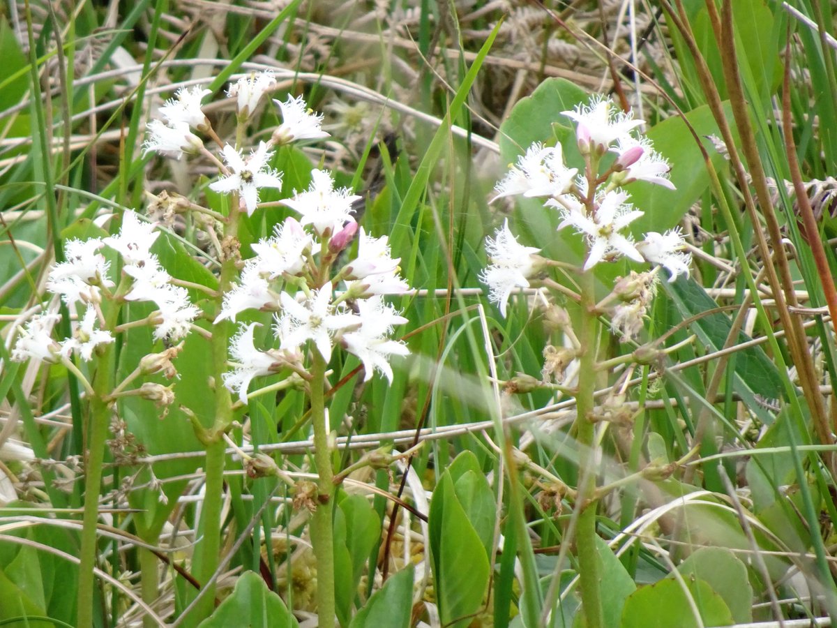 Tufters1's tweet photo. New find for me today on #Exmoor (a boggy bit that is) #Bogbean #wildflowers https://t.co/5FV2Sk8pHr