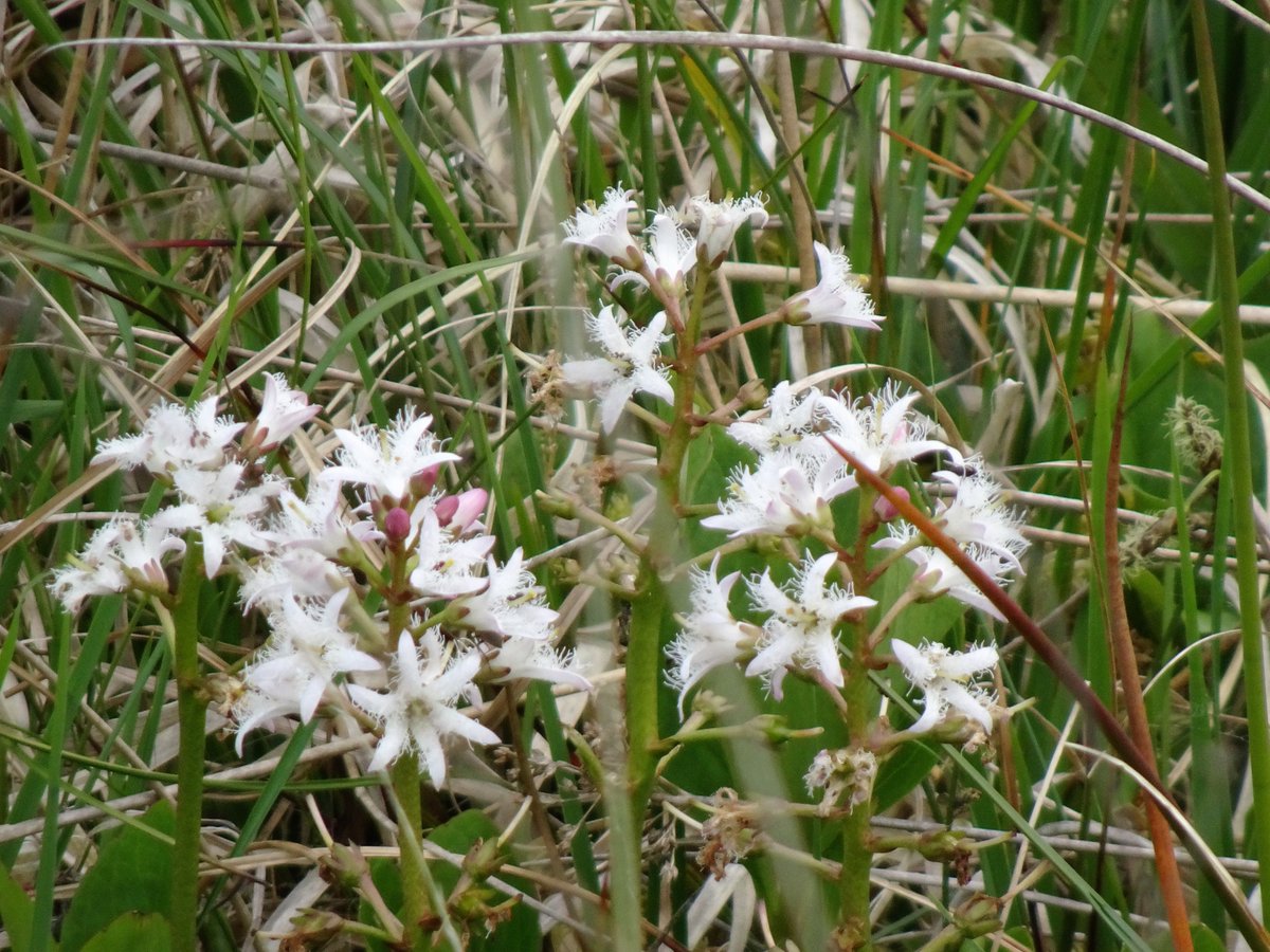 Tufters1's tweet photo. New find for me today on #Exmoor (a boggy bit that is) #Bogbean #wildflowers https://t.co/5FV2Sk8pHr