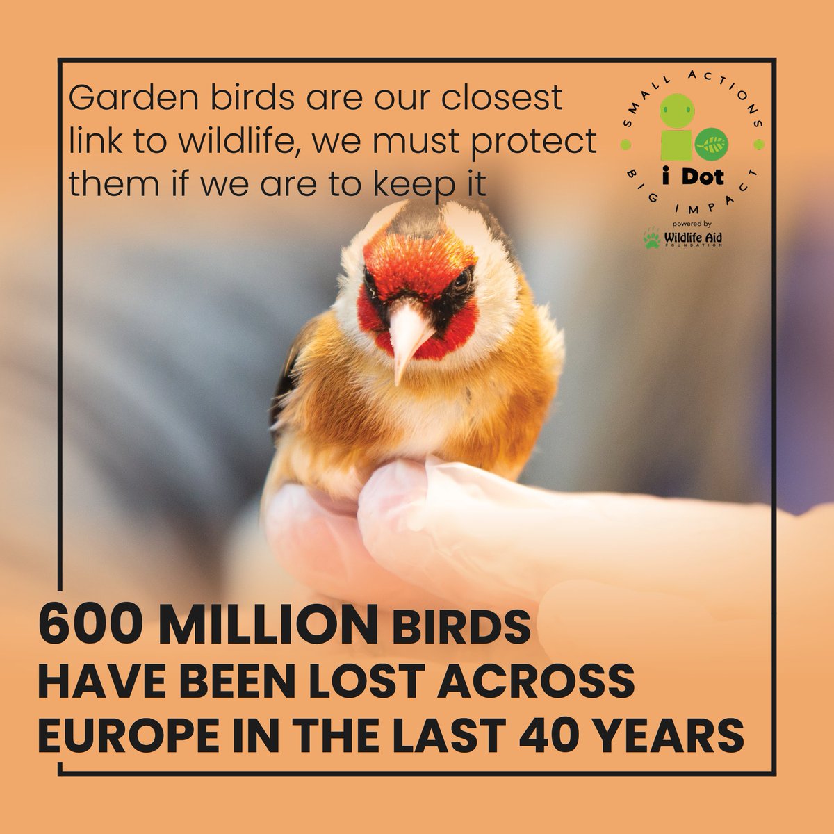 Today’s #iDot – Use cat proof bird tables in your garden
This #goldfinch was caught by a cat,but luckily was rescued before it was too late.
Please think of the consequences our actions have on #nature.Install garden bird tables/feeders that make it difficult for cats to get to.