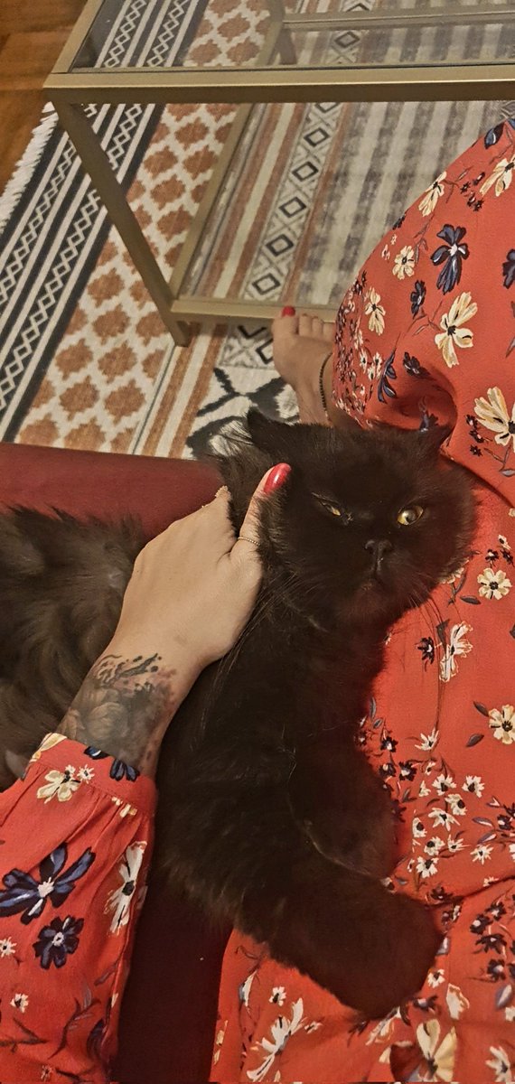 gizosantrik's tweet photo. Evimin mayışığı 💜🐈 #oreothecat https://t.co/OHIHt2qayc