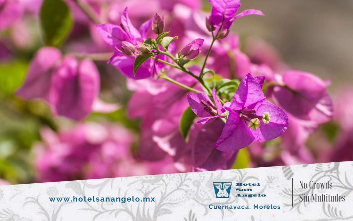 angelo_hotel's tweet photo. Descansa con nosotros de Domingo a Jueves
https://t.co/Bi4YXGs16T
Hotel en Cuernavaca
#nocrowds #hotelfamiliar #hotelencuernavaca #hotelcolonial #hotelsanangelo https://t.co/uaYdAjsZH4