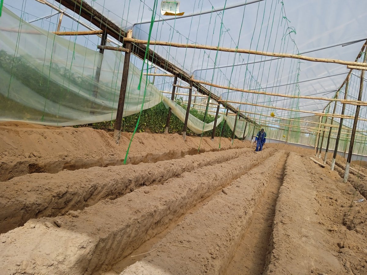 AfricanGrowers's tweet photo. Inexpensive materials for farm production maximize profit.
Join thinking bodies on https://t.co/mt4x4MPrUe to share agribusiness knowledge.
#inexpensive #farming #sustainability #agriculture #greenhouse #business #useless #lessformore #TAGsFarm https://t.co/k0mALNNqAx