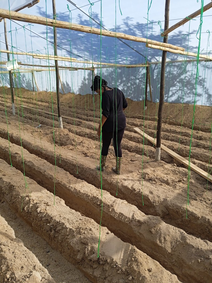 AfricanGrowers's tweet photo. Inexpensive materials for farm production maximize profit.
Join thinking bodies on https://t.co/mt4x4MPrUe to share agribusiness knowledge.
#inexpensive #farming #sustainability #agriculture #greenhouse #business #useless #lessformore #TAGsFarm https://t.co/k0mALNNqAx