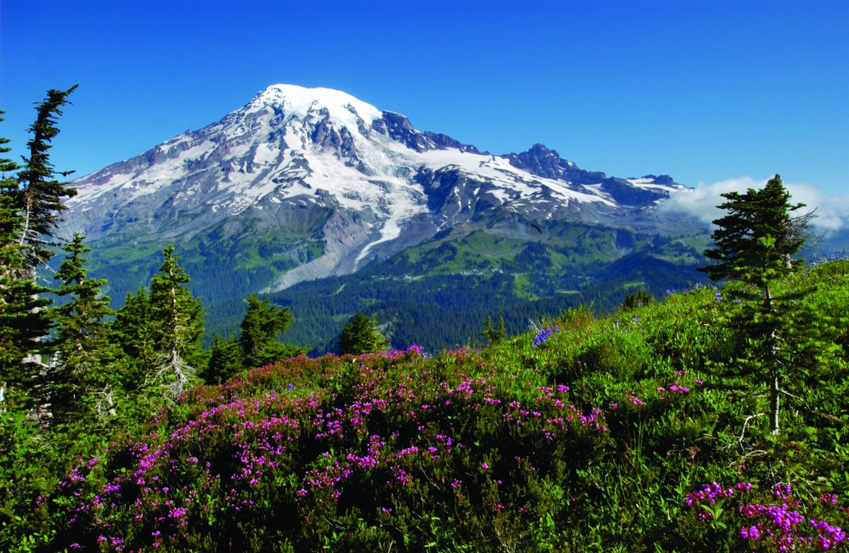 DiscoverRainier's tweet photo. Did you know that Mount Rainier National Park covers 369.34 square miles of land with in the park boundary? That’s equal to just over 6,500 football fields!
#trivia #MORA #ourbackyardrocks https://t.co/ATCHuutXGt