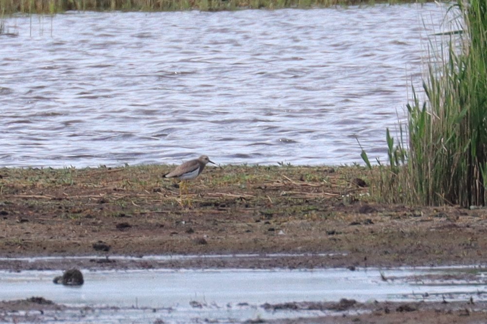 Spinkybird's tweet photo. So happy that the lovely White-tailed Lapwing has continued it's tour of east coast wetlands & decided it would have the next round of hide & seek @NorfolkWT #Hickling #goodthingscometothosethatwait #mediocrephotosbigcrop https://t.co/HkhvtGH0WW