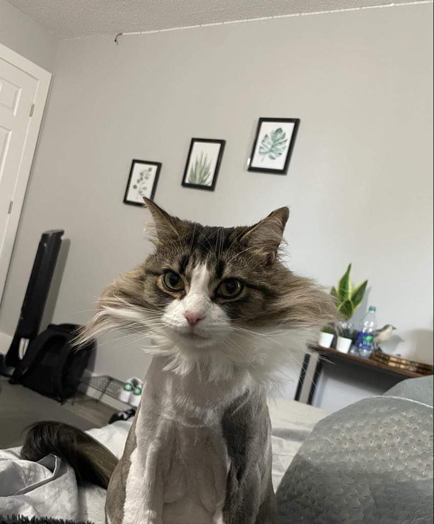 Lisa’s co worker Ben had his cat at the groomer when the power went out in Ottawa Saturday.  
You can’t make this shit up and it’s way more joyful than pictures of all the destruction here.  
#stormchips