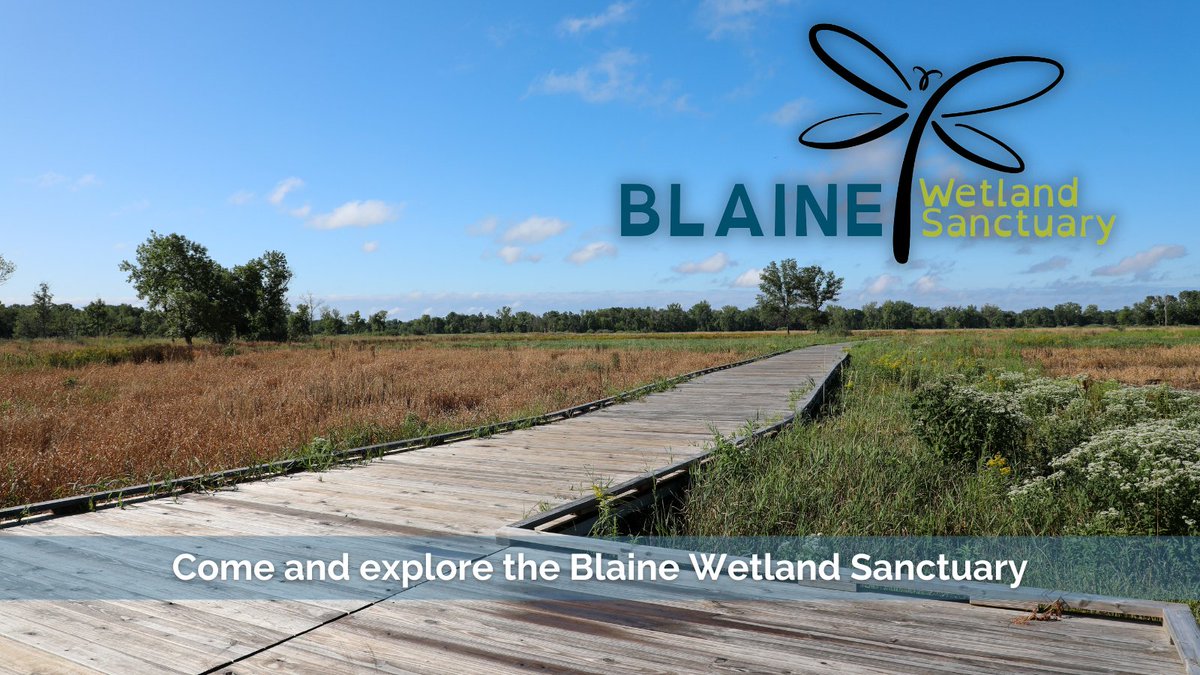 .<a href="/BlaineParksMN/">BlaineParksMN</a> has partnered with <a href="/GrowGreenHearts/">Heidi Ferris</a> &amp; The Wargo Nature Center to bring you a variety of Blaine Wetland Sanctuary programs this summer for families of all ages to discover &amp; appreciate this valued Blaine resource.
For more info: bit.ly/3G0Tyma
#BlaineMN