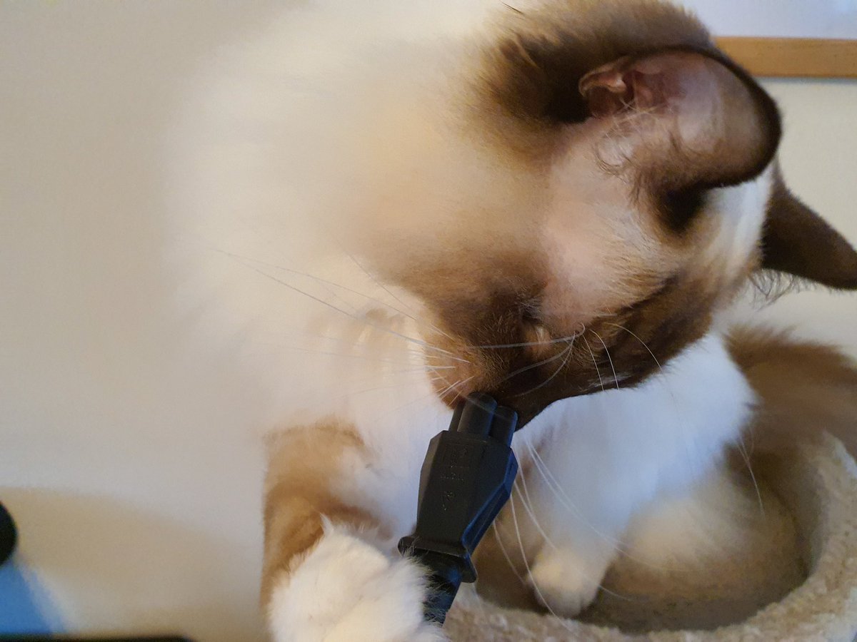 CloverRagdoll's tweet photo. Hmm. I is told dis is a "Clover leaf" power cable. I is Clover. Dis be mine? Bitebitebitebitebitebitebitebite. #CatsOfTwitter #RagdollCats https://t.co/s7cXLWXcFa