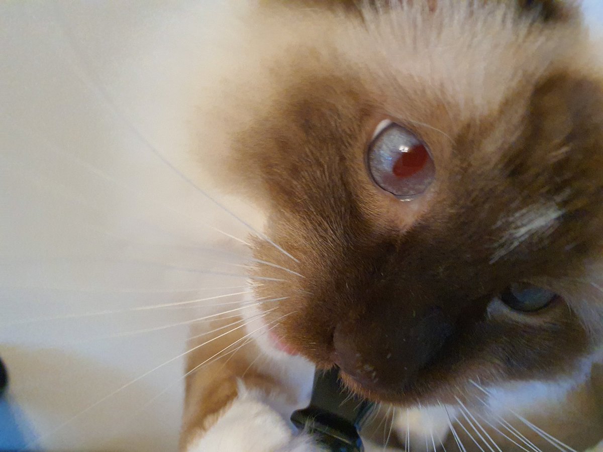 CloverRagdoll's tweet photo. Hmm. I is told dis is a "Clover leaf" power cable. I is Clover. Dis be mine? Bitebitebitebitebitebitebitebite. #CatsOfTwitter #RagdollCats https://t.co/s7cXLWXcFa