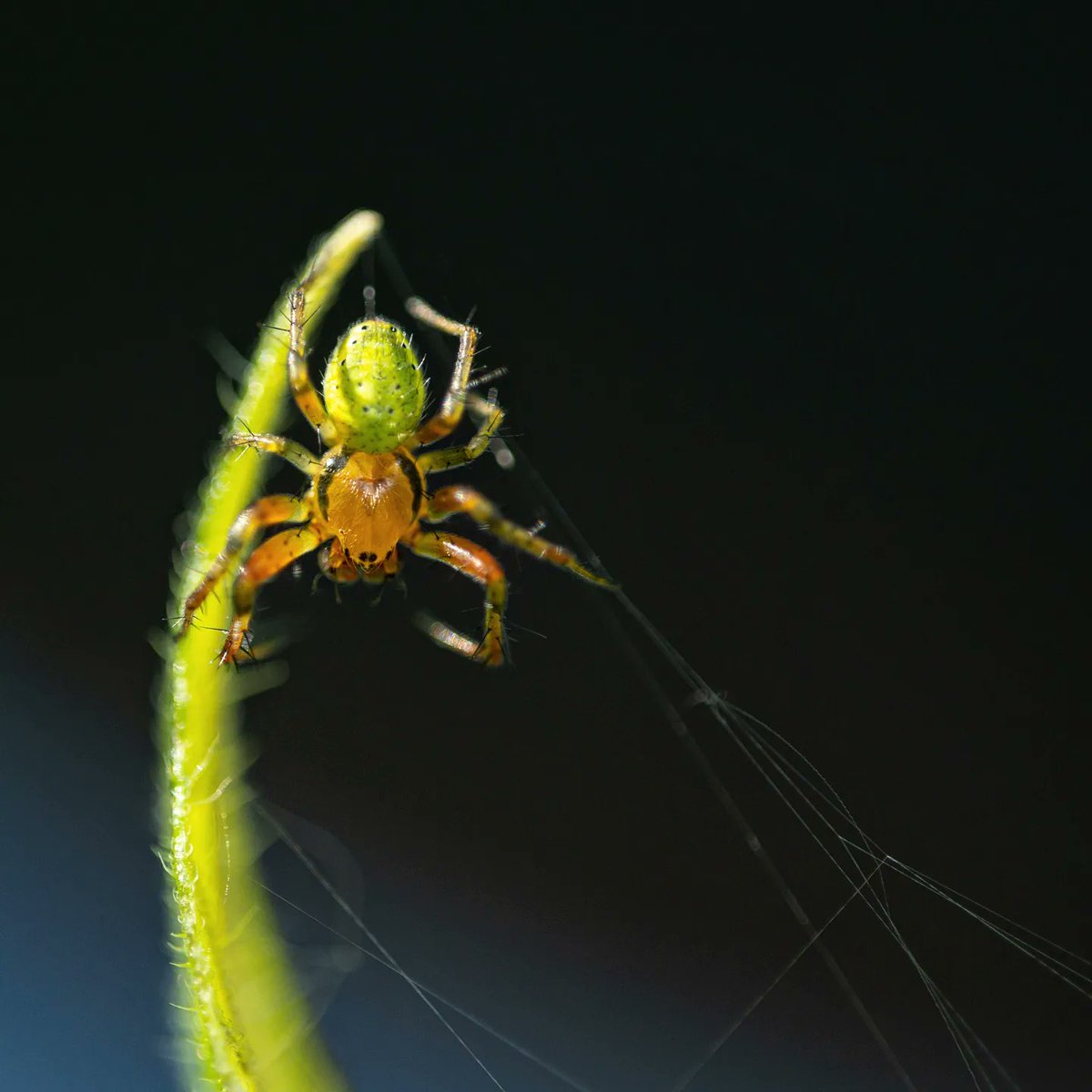 MWHickling's tweet photo. Found this green dude in the garden this afternoon. I think this is an Araniella Cucurbitina Sensu Strictu or 'Cucumber green orb spider'. 
•
Sony a6100
Samyang f2.8 100mm Macro
ISO200 | 1/400 | f4.6
#macrophotography #sonyalpha #sonyalphasclub #samyanguk #orbspider https://t.co/fkj6pwpfxu