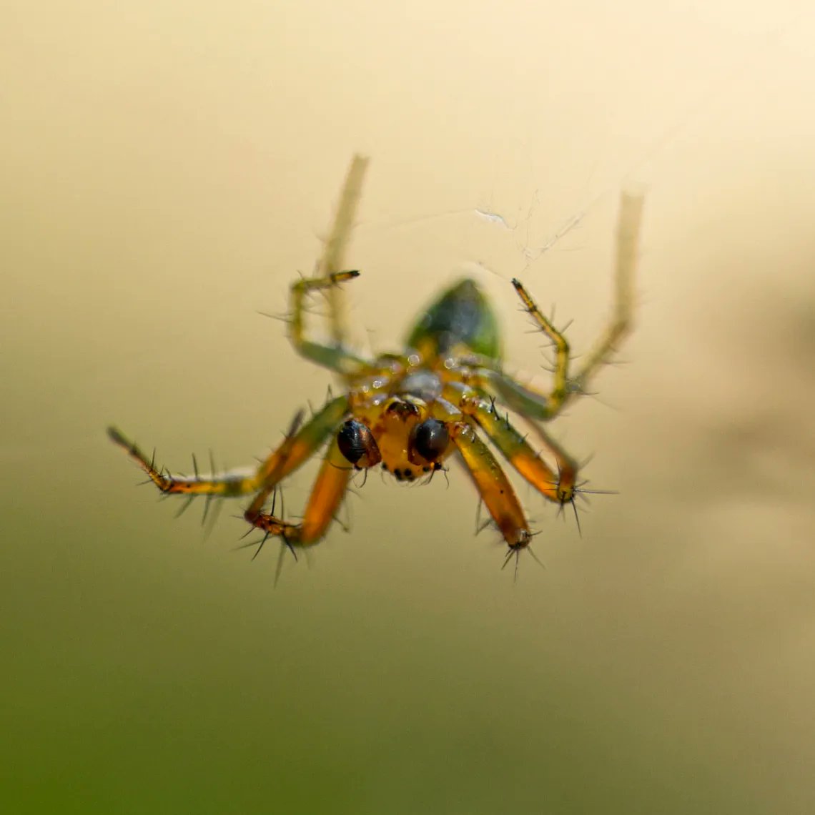 MWHickling's tweet photo. Found this green dude in the garden this afternoon. I think this is an Araniella Cucurbitina Sensu Strictu or 'Cucumber green orb spider'. 
•
Sony a6100
Samyang f2.8 100mm Macro
ISO200 | 1/400 | f4.6
#macrophotography #sonyalpha #sonyalphasclub #samyanguk #orbspider https://t.co/fkj6pwpfxu