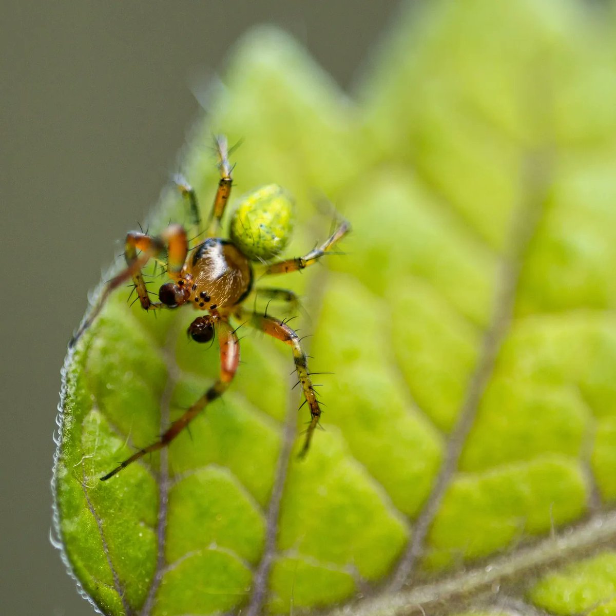MWHickling's tweet photo. Found this green dude in the garden this afternoon. I think this is an Araniella Cucurbitina Sensu Strictu or 'Cucumber green orb spider'. 
•
Sony a6100
Samyang f2.8 100mm Macro
ISO200 | 1/400 | f4.6
#macrophotography #sonyalpha #sonyalphasclub #samyanguk #orbspider https://t.co/fkj6pwpfxu