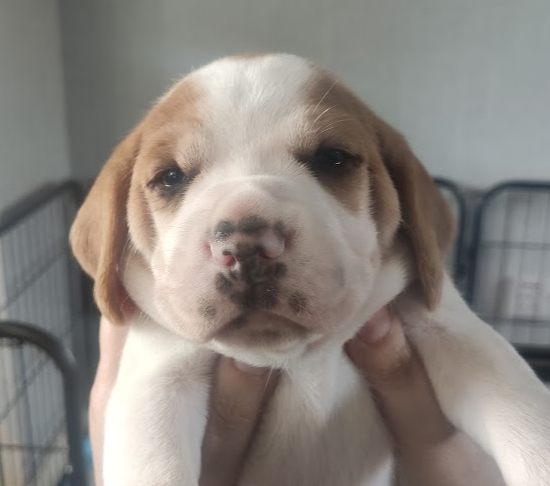 king_treelo's tweet photo. Holy cuteness, cant wait to see how they develop, each one looks totally different https://t.co/TSwyWg8EP6