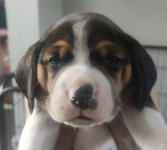 king_treelo's tweet photo. Holy cuteness, cant wait to see how they develop, each one looks totally different https://t.co/TSwyWg8EP6