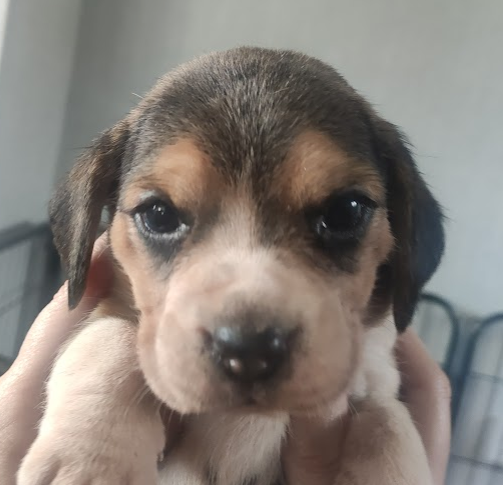 king_treelo's tweet photo. Holy cuteness, cant wait to see how they develop, each one looks totally different https://t.co/TSwyWg8EP6