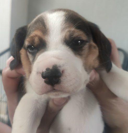 king_treelo's tweet photo. Holy cuteness, cant wait to see how they develop, each one looks totally different https://t.co/TSwyWg8EP6