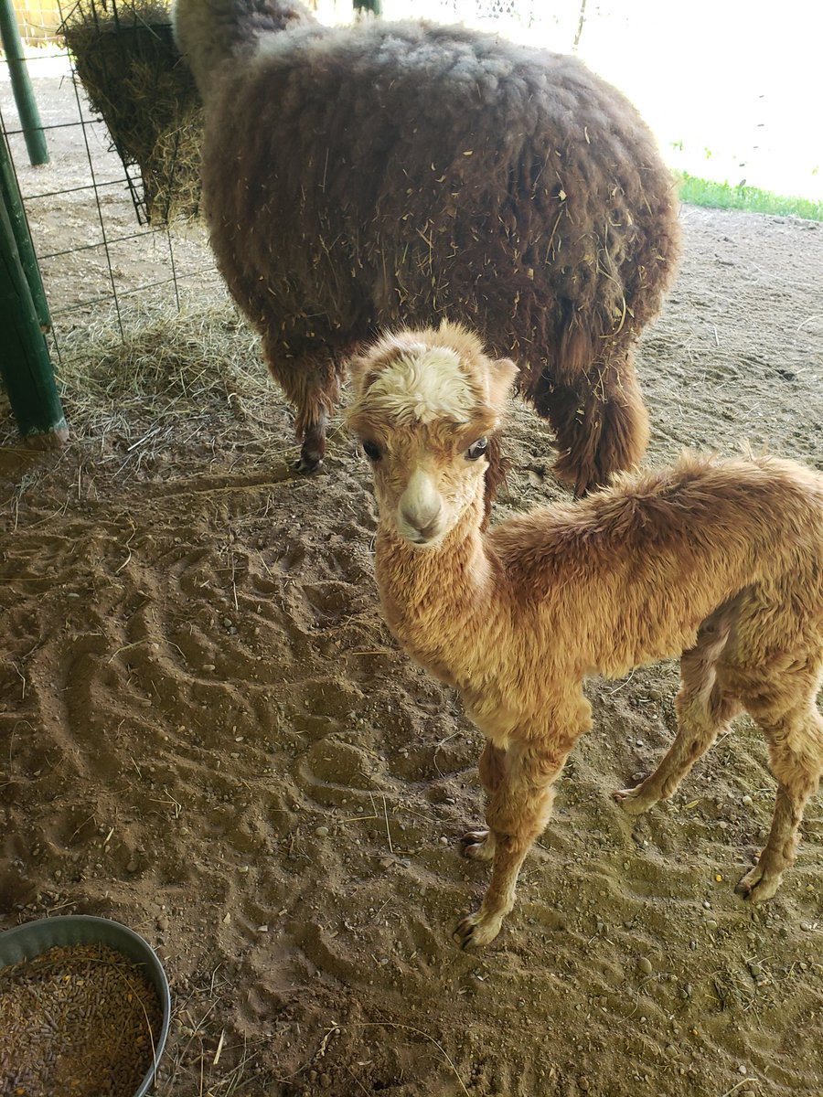 The_4bidden_Lib's tweet photo. @Gothfarts1 Can I send a baby alpaca? Look at the little fluff 😍 https://t.co/KORbBTXwOb