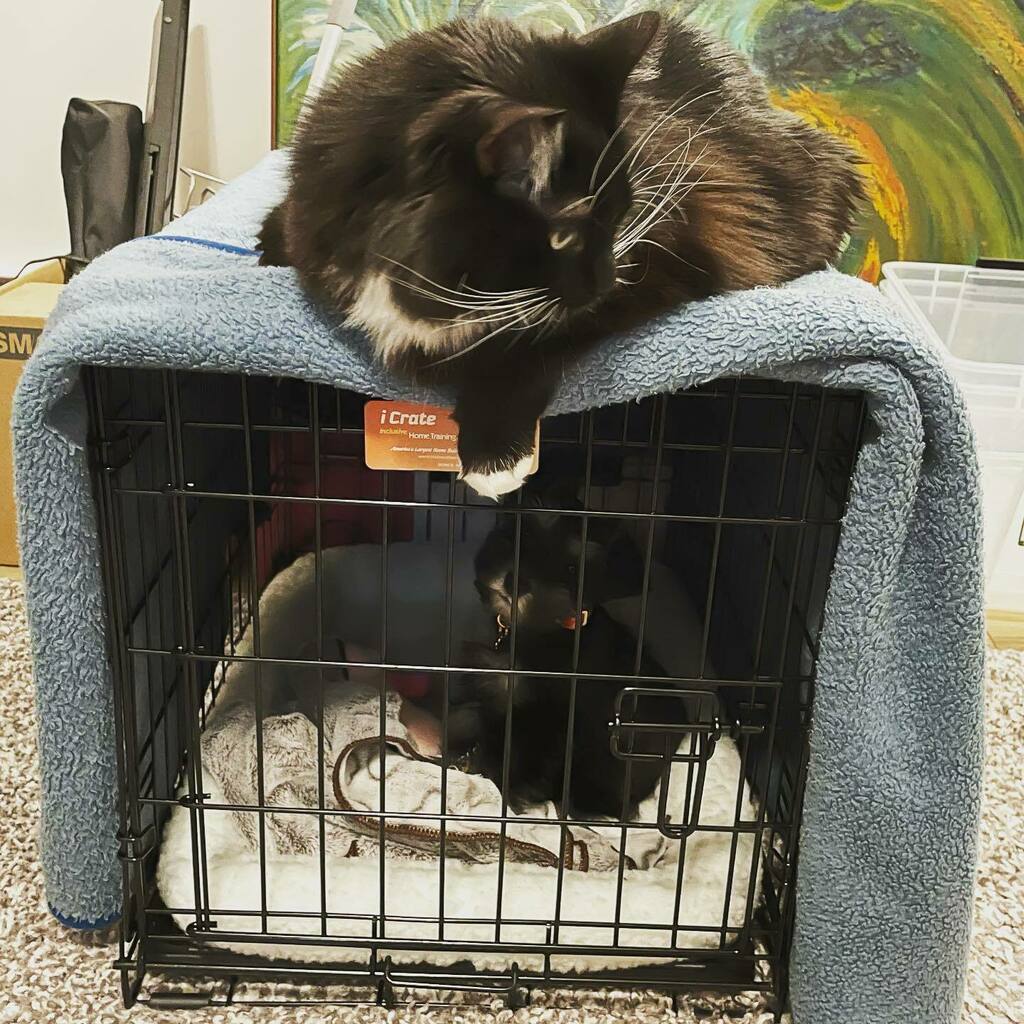 lyteforce's tweet photo. #Kittyforce is all about rubbing it in. #Puppyforce https://t.co/hIljbep0Jm