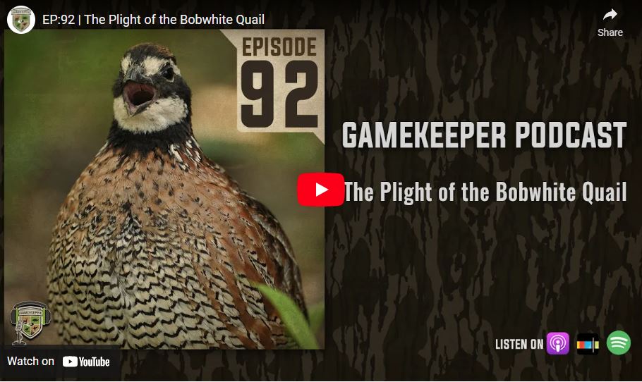 LISTEN to the <a href="/MOGameKeepers/">Mossy Oak Gamekeepers</a> Podcast for some flattering words from our friend <a href="/mark_wildlife1/">Mark McConnell</a> about Quail Forever and our wildlife habitat conservation efforts   bit.ly/3LJOAvl