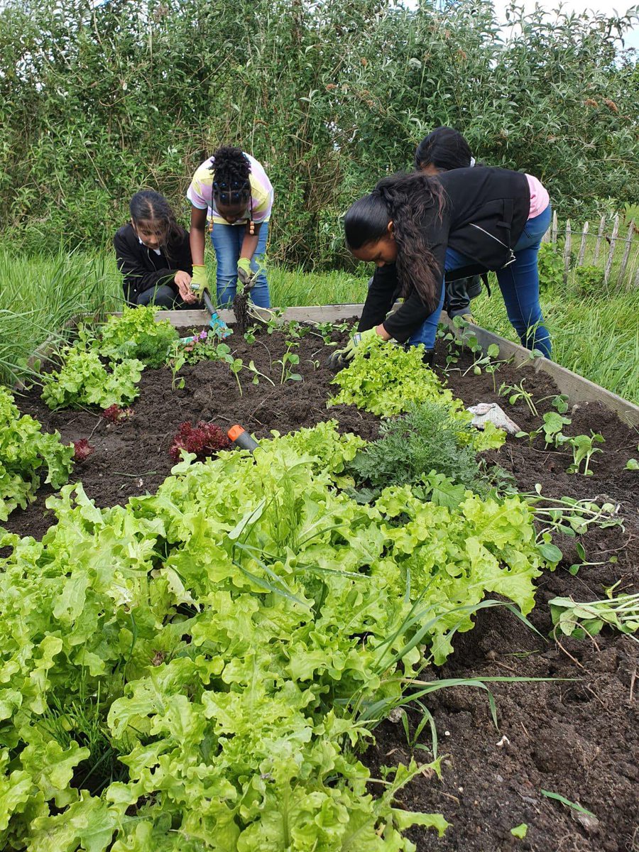 Sla en andijvie oogsten in onze schooltuin en daarna opeten op school! Ze vonden het heerlijk! @ggcAlmere <a href="/GezondeSchoolNL/">Gezondeschool.nl</a>
