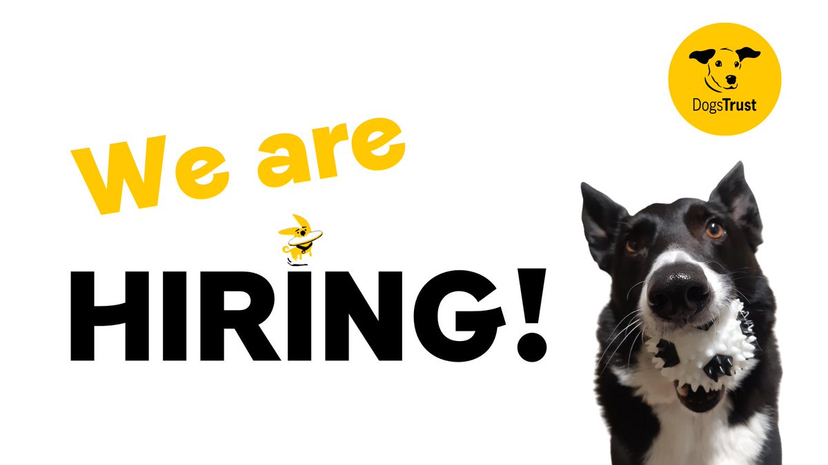 DogsTrust_IE's tweet image. We are hoping to recruit an extremely friendly, positive Fundraising Administrator with a can-do attitude! If this sounds like you or someone you know, please see: dogstrust.ie/jobs/