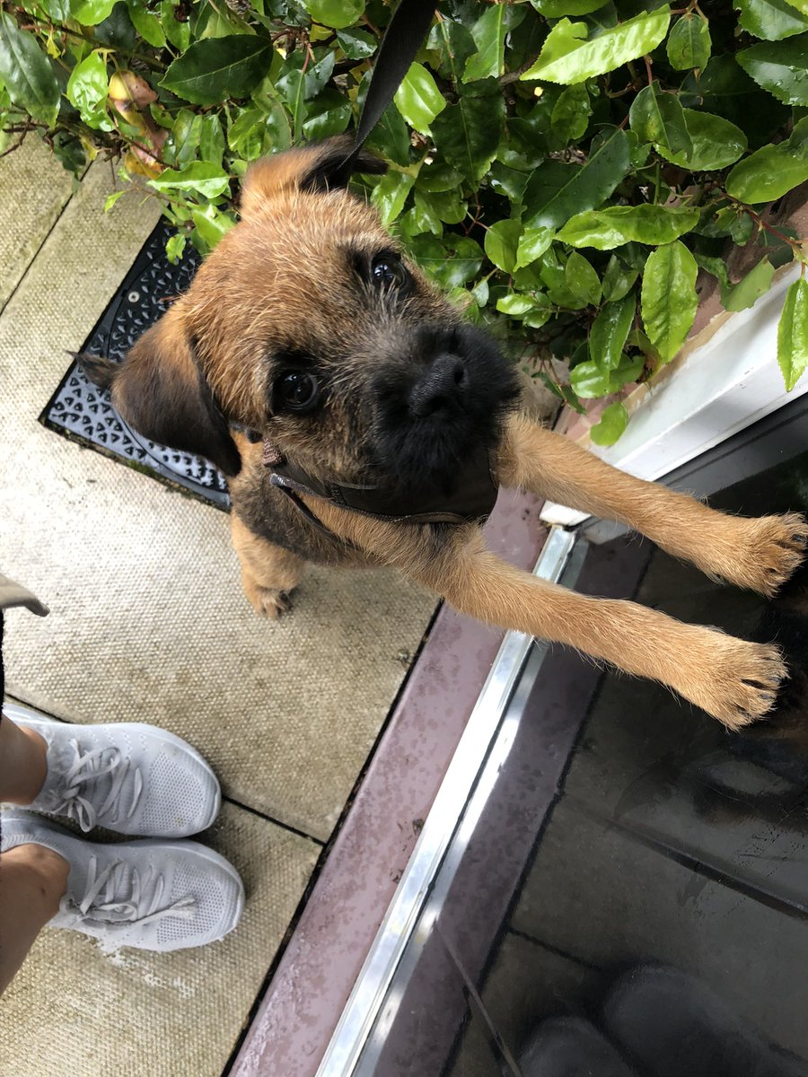 TalkativeBruno's tweet photo. Open Sesame! Applying my fridge opening powers on our front door... #14WeeksOld #BorderTerrier #dogsoftwitter #BTLife #BTPosse https://t.co/hoTKGXyRI5