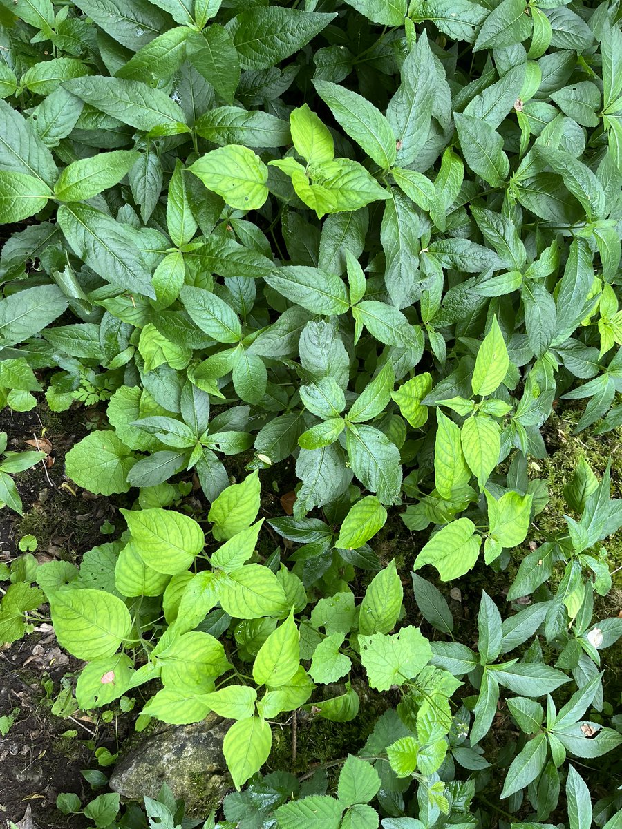 A lovely day of botanising at Eaves Wood SSSI on a woodland flora course with work. Lily of the valley, herb Paris, dogs mercury and enchanters nightshade 🌱