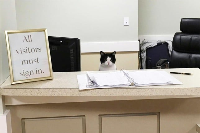 cats with jobs 🛠 (@catworkers) on Twitter photo 