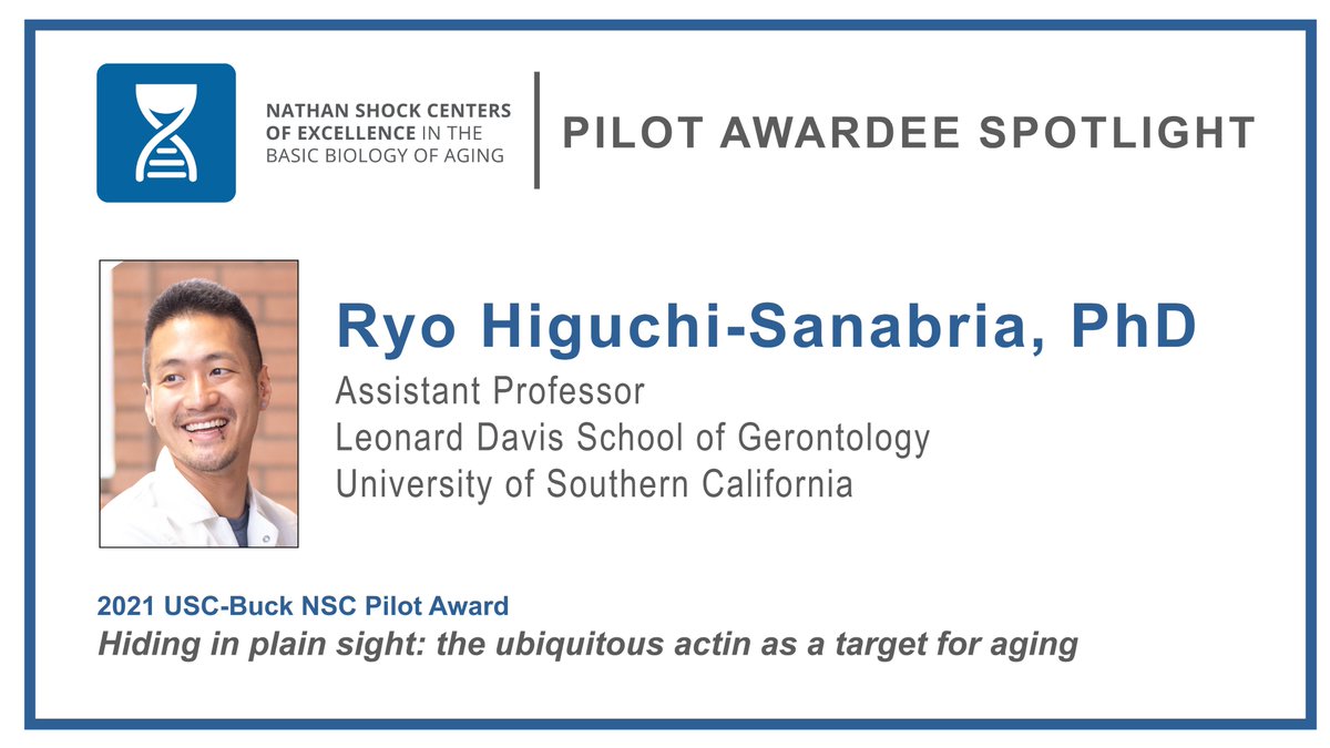 Nathan Shock Centers (@nathanshockctrs) on Twitter photo We are excited to highlight 2021 USC-Buck NSC Pilot Awardee Ryo Higuchi-Sanabria, PhD! Read his NSC Pilot Awardee Spotlight here: bit.ly/38dR33g #AgingResearch @SanabriaLab <a href="/BuckInstitute/">Buck Institute</a> <a href="/USCLeonardDavis/">USC Leonard Davis School of Gerontology</a> We are excited to highlight 2021 USC-Buck NSC Pilot Awardee Ryo Higuchi-Sanabria, PhD! Read his NSC Pilot Awardee Spotlight here: bit.ly/38dR33g #AgingResearch @SanabriaLab <a href="/BuckInstitute/">Buck Institute</a> <a href="/USCLeonardDavis/">USC Leonard Davis School of Gerontology</a>